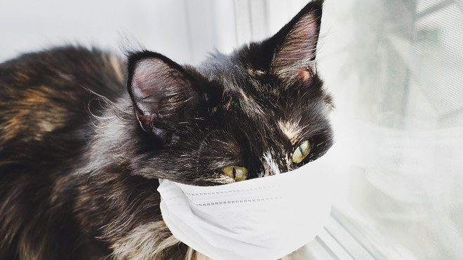 coronavirus symptoms in cats